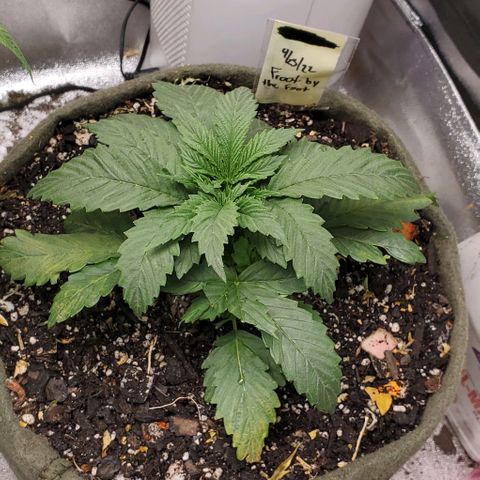 Princess Peach growlog photo: Haku helped herself to half a fan leaf. 😅
