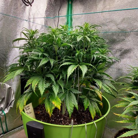 Lofty Moose growlog timeline photo