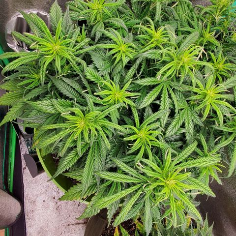 Lofty Moose growlog timeline photo