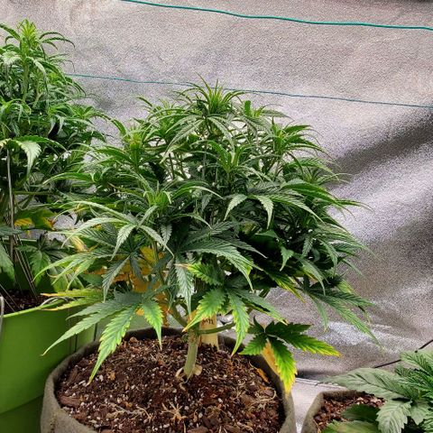 Liz Lemon growlog timeline photo