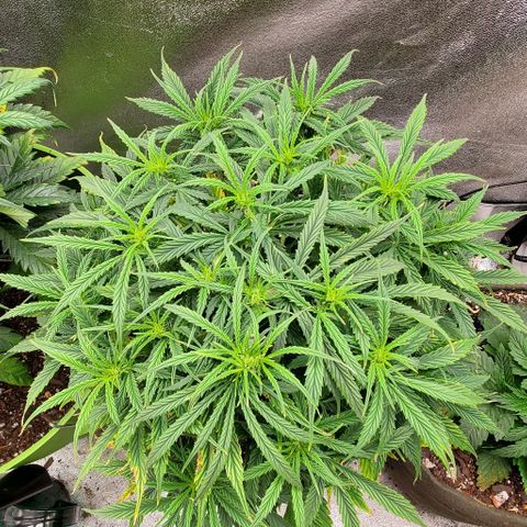 Liz Lemon growlog timeline photo