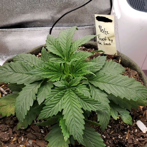 Princess Peach growlog timeline photo