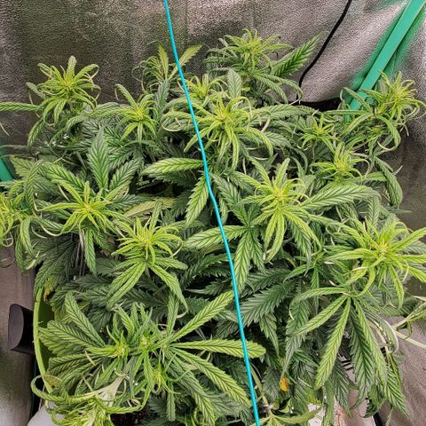 Lofty Moose growlog timeline photo