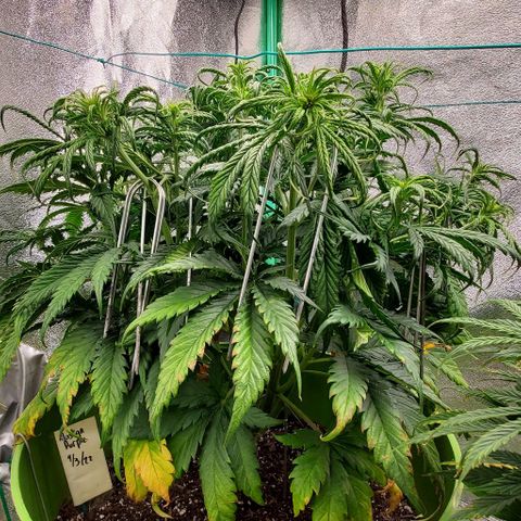 Lofty Moose growlog timeline photo