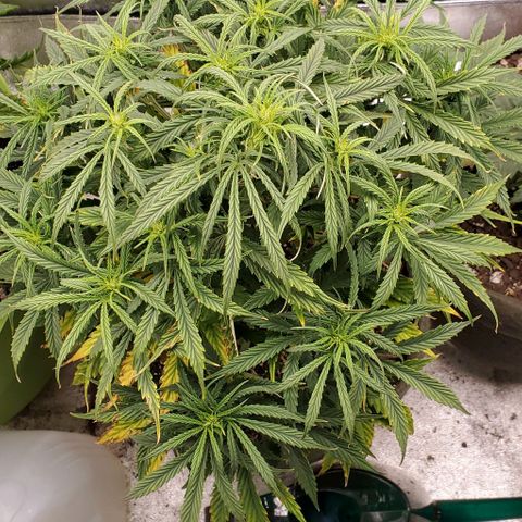 Liz Lemon growlog timeline photo