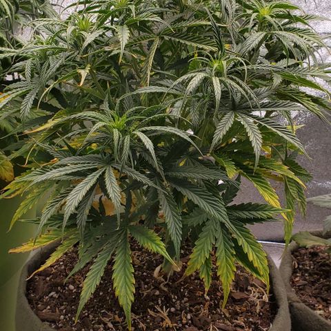 Liz Lemon growlog timeline photo