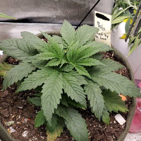 Princess Peach growlog timeline photo