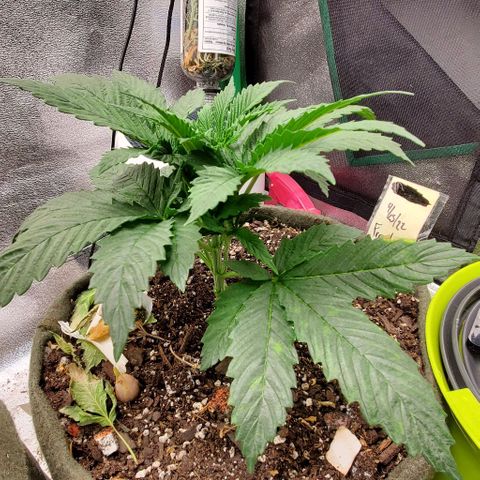 Princess Peach growlog timeline photo