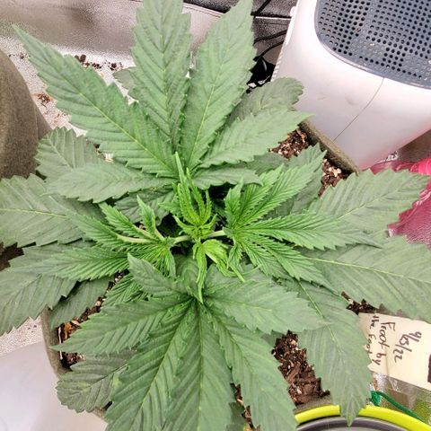 Princess Peach growlog timeline photo