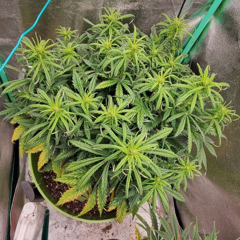 Lofty Moose growlog timeline photo