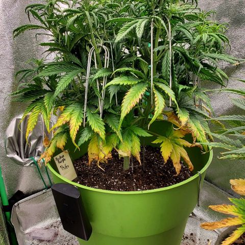 Lofty Moose growlog timeline photo