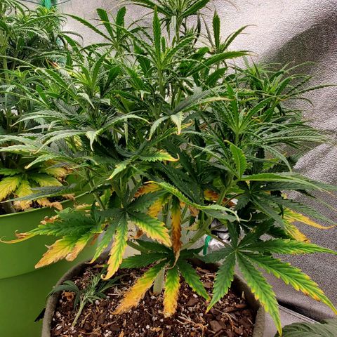Liz Lemon growlog timeline photo