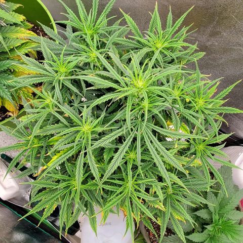 Liz Lemon growlog timeline photo