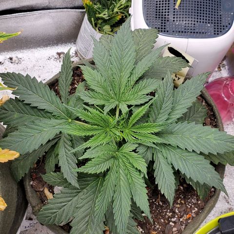 Princess Peach growlog timeline photo