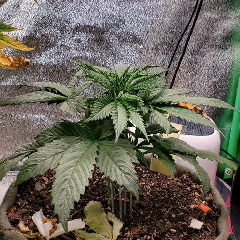 Princess Peach growlog timeline photo