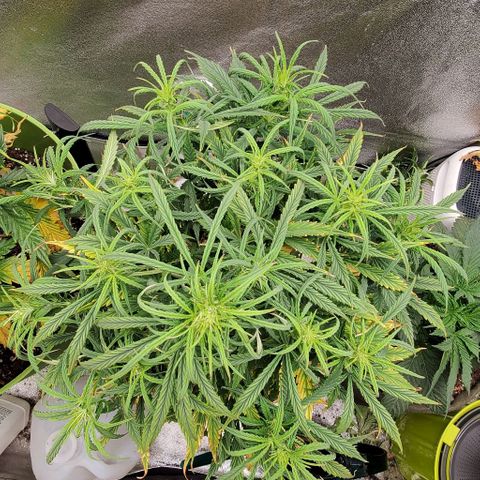 Liz Lemon growlog timeline photo