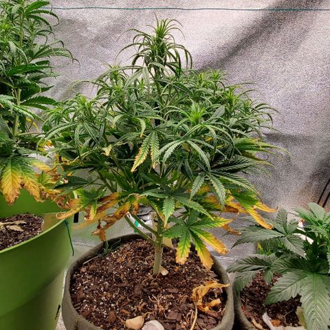 Liz Lemon growlog timeline photo