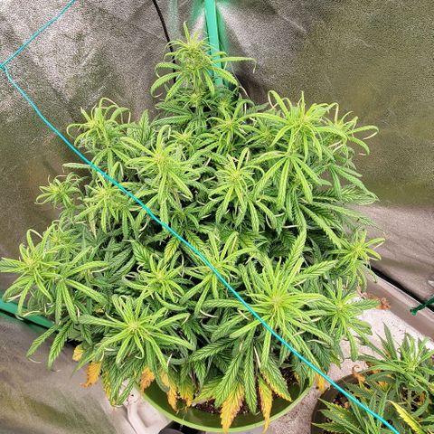 Lofty Moose growlog timeline photo