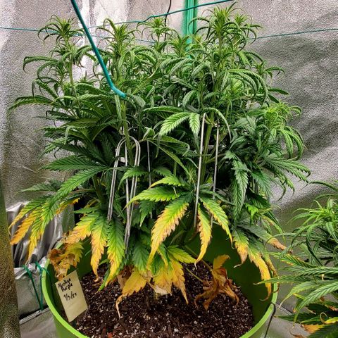 Lofty Moose growlog timeline photo