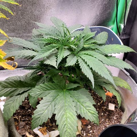 Princess Peach growlog timeline photo