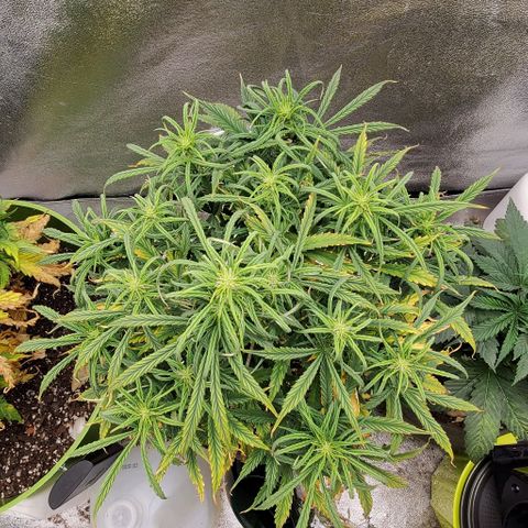 Liz Lemon growlog timeline photo