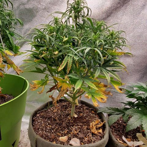Liz Lemon growlog timeline photo
