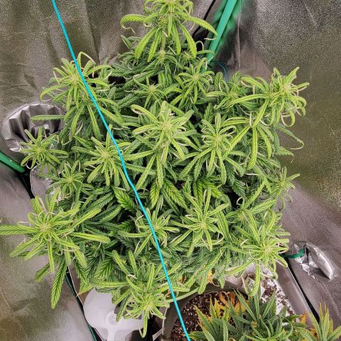 Lofty Moose growlog timeline photo