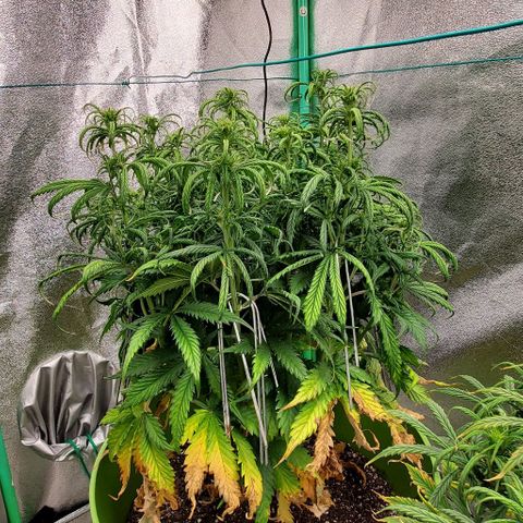 Lofty Moose growlog timeline photo