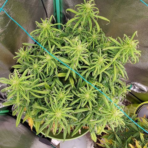 Lofty Moose growlog timeline photo