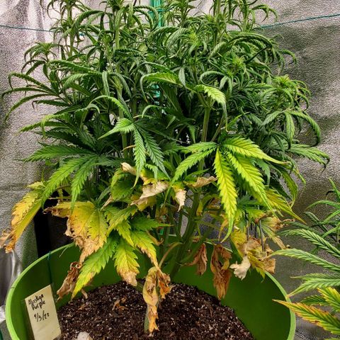 Lofty Moose growlog timeline photo