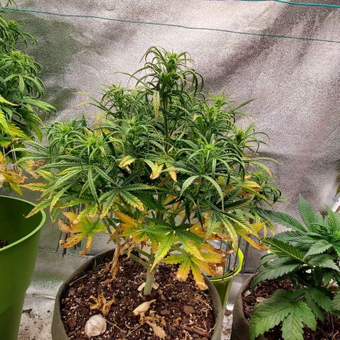 Liz Lemon growlog timeline photo