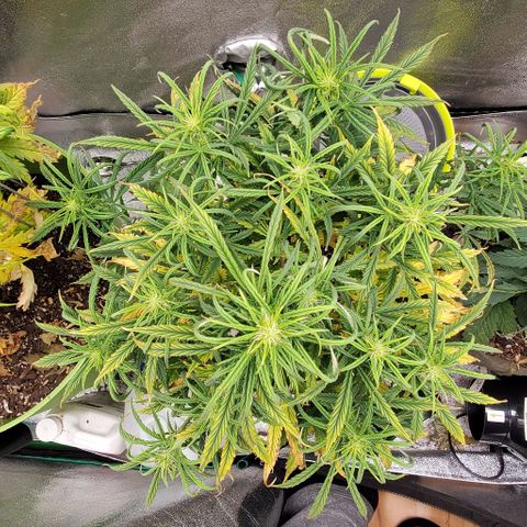 Liz Lemon growlog timeline photo