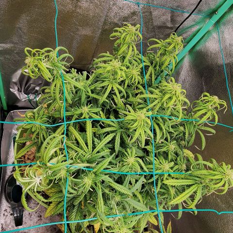 Lofty Moose growlog timeline photo