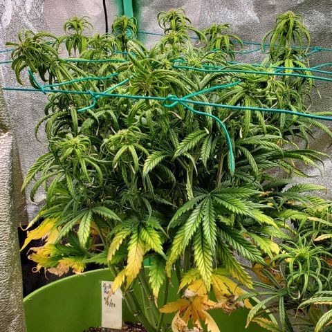 Lofty Moose growlog timeline photo