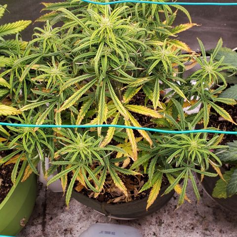 Liz Lemon growlog timeline photo