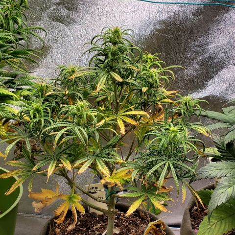 Liz Lemon growlog timeline photo