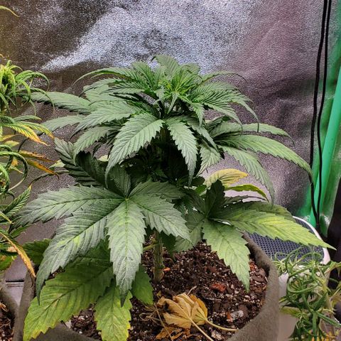 Princess Peach growlog timeline photo