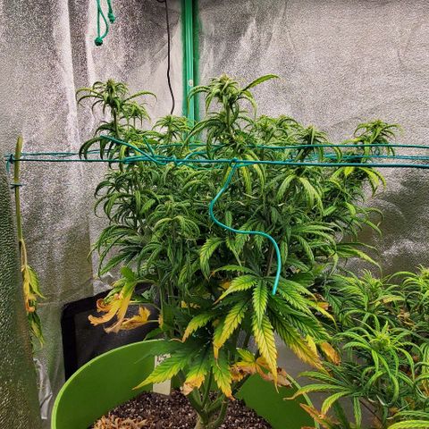 Lofty Moose growlog timeline photo