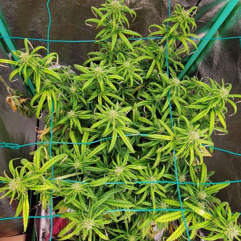 Lofty Moose growlog timeline photo