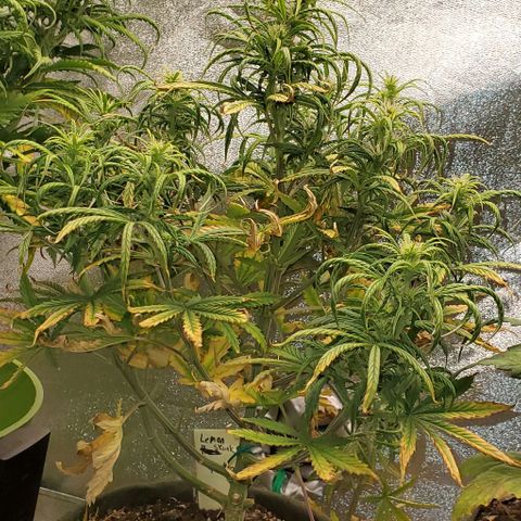 Liz Lemon growlog timeline photo