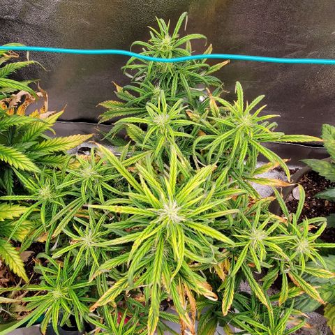 Liz Lemon growlog timeline photo
