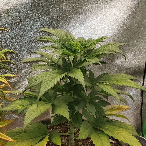 Princess Peach growlog timeline photo