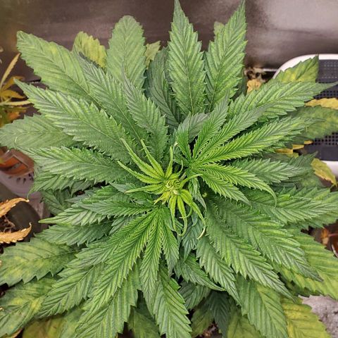 Princess Peach growlog timeline photo