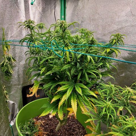 Lofty Moose growlog timeline photo