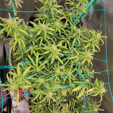 Lofty Moose growlog timeline photo
