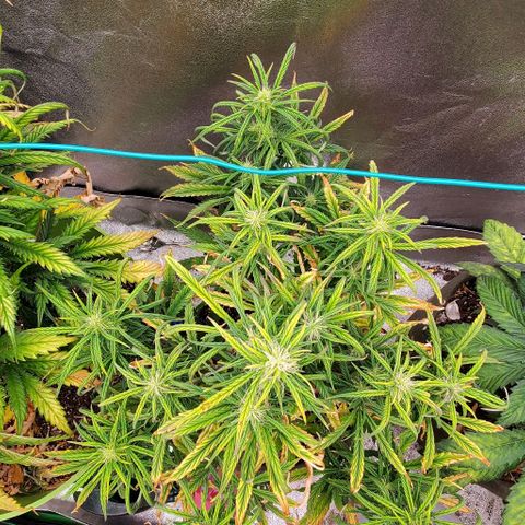 Liz Lemon growlog timeline photo