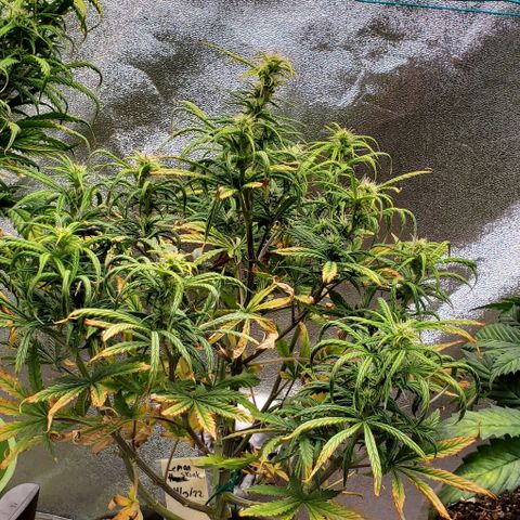 Liz Lemon growlog timeline photo