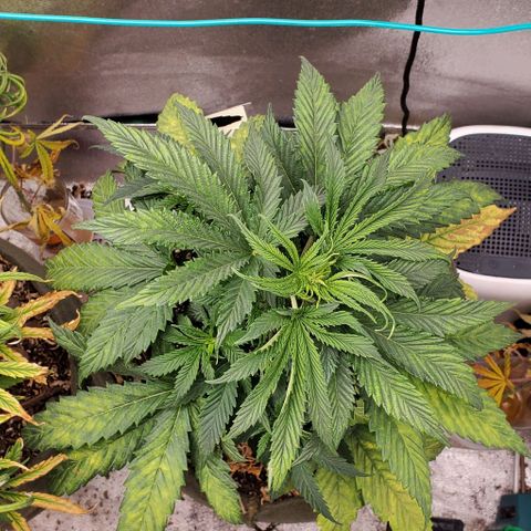 Princess Peach growlog timeline photo