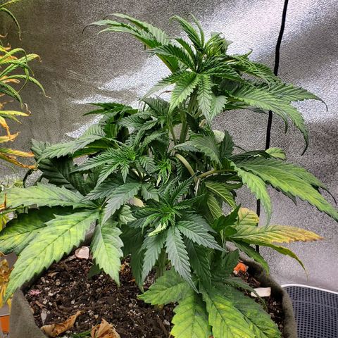 Princess Peach growlog timeline photo