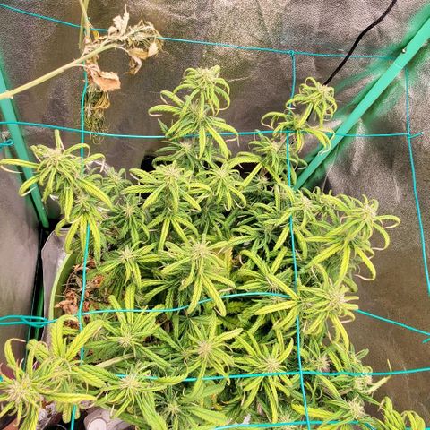 Lofty Moose growlog photo: Just watered, she's being dramatic